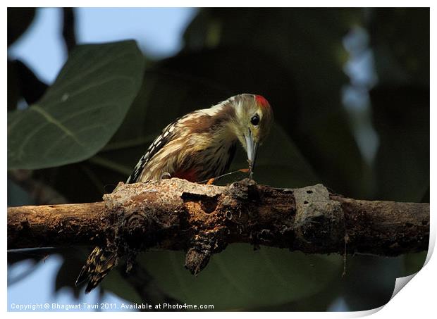 Yellow-crowned Woodpecker Print by Bhagwat Tavri