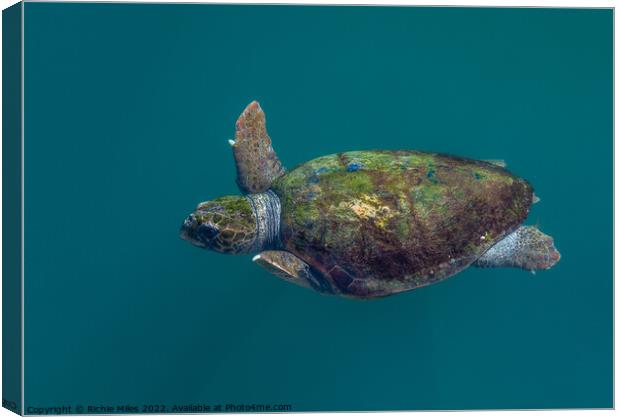 Loggerhead sea turtles Canvas Print by Richie Miles