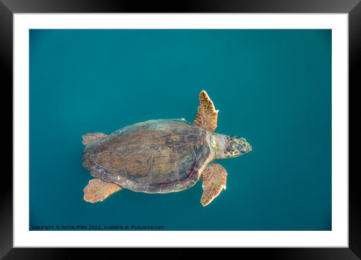 Loggerhead sea turtles Framed Mounted Print by Richie Miles