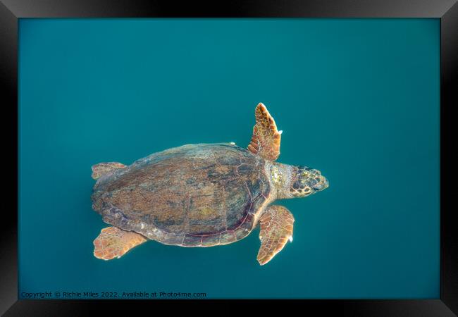 Loggerhead sea turtles Framed Print by Richie Miles