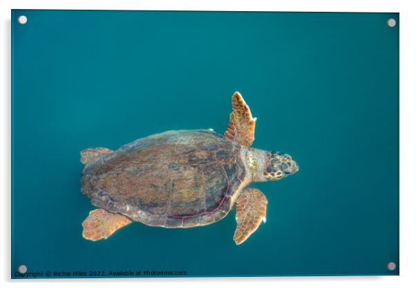 Loggerhead sea turtles Acrylic by Richie Miles