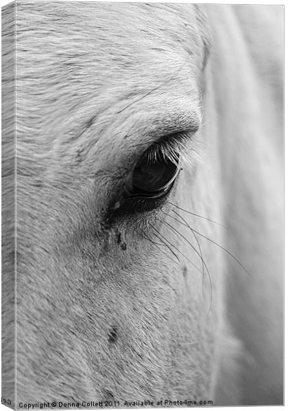 Eye Eye Canvas Print by Donna Collett