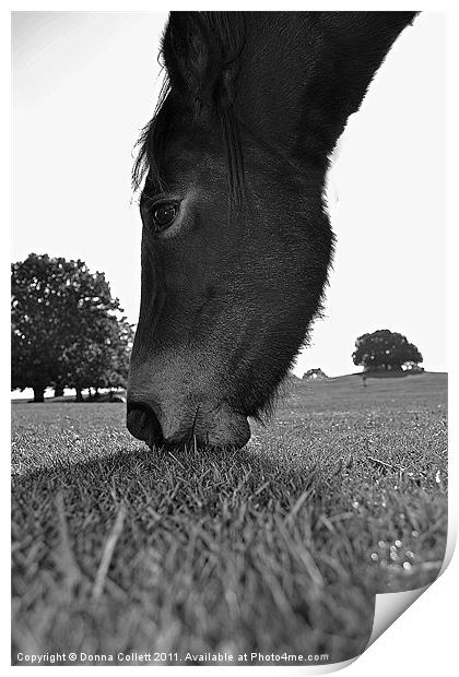 Pony Nibbling Print by Donna Collett