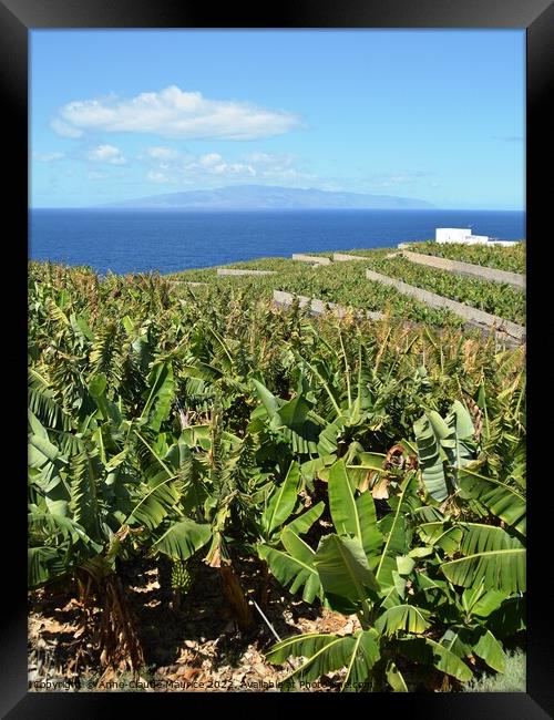 Banana plantation on the west coast of Tenerife Framed Print by Anne-Claude Maurice