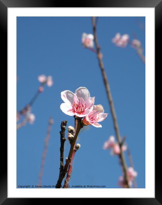 Almond flowers   Framed Mounted Print by Anne-Claude Maurice