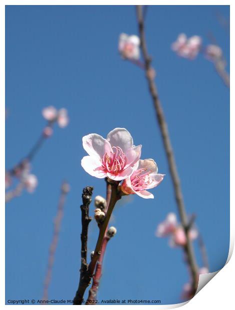 Almond flowers   Print by Anne-Claude Maurice