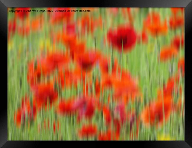 Vibrant Red Poppies in Motion Framed Print by Andrew Heaps