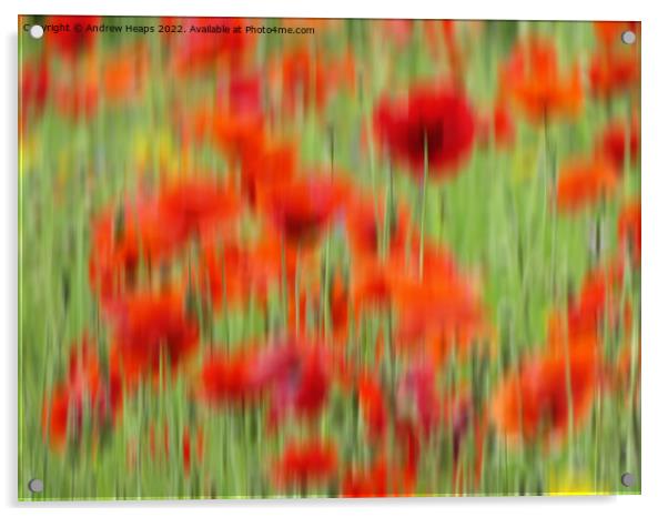Vibrant Red Poppies in Motion Acrylic by Andrew Heaps