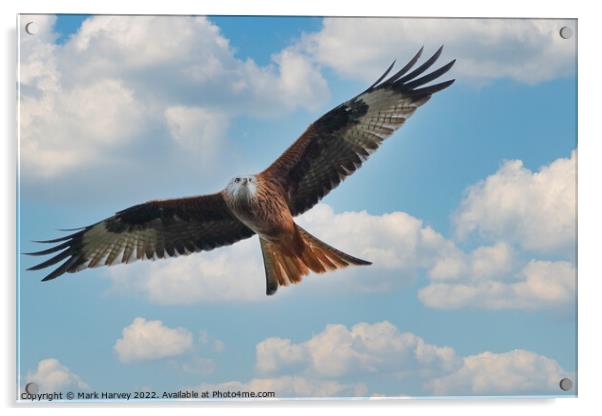 Silent flybye of a Red kite  Acrylic by Mark Harvey