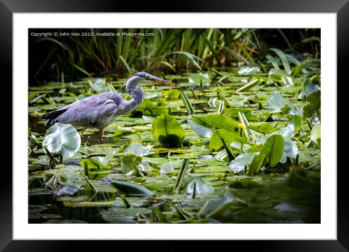 Grey Heron Feeding Time Framed Mounted Print by John Kiss