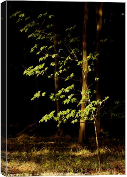 sunlit leaves  Canvas Print by Simon Johnson