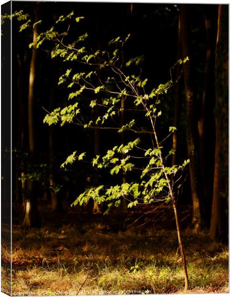 sunlit tree Canvas Print by Simon Johnson