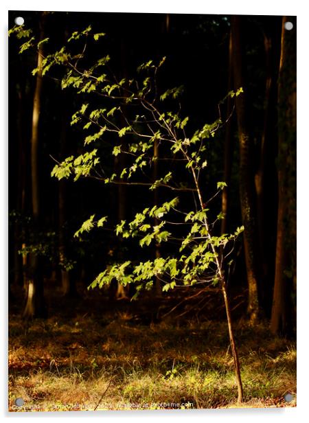 sunlit tree Acrylic by Simon Johnson