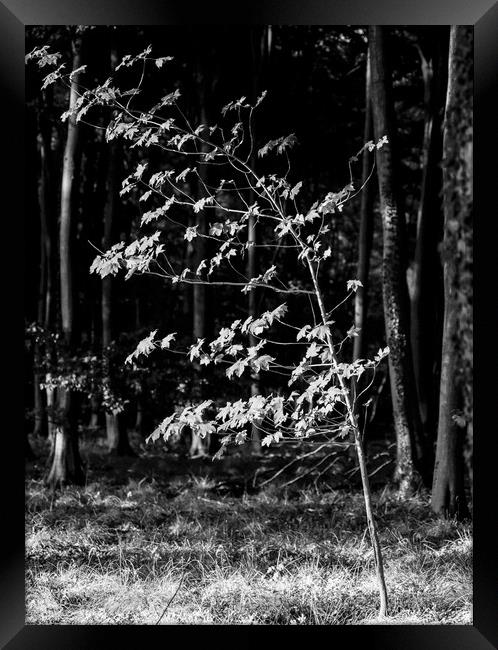 sunlit tree  Framed Print by Simon Johnson