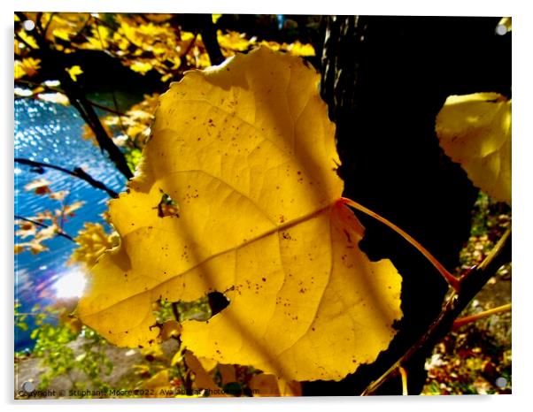 Sunlit Leaf Acrylic by Stephanie Moore