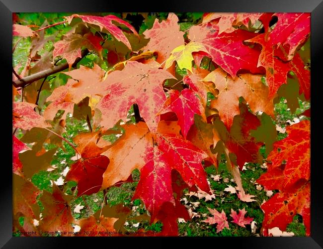 Red Maple Leaves Framed Print by Stephanie Moore