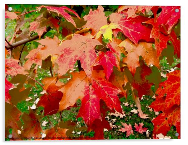 Red Maple Leaves Acrylic by Stephanie Moore