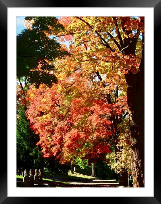Fall leaves Framed Mounted Print by Stephanie Moore