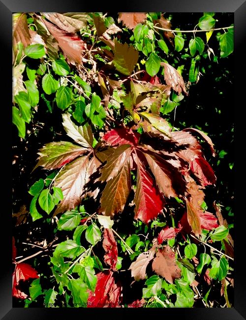 Colourful vine leaves Framed Print by Stephanie Moore