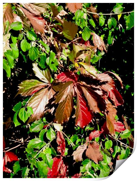 Colourful vine leaves Print by Stephanie Moore