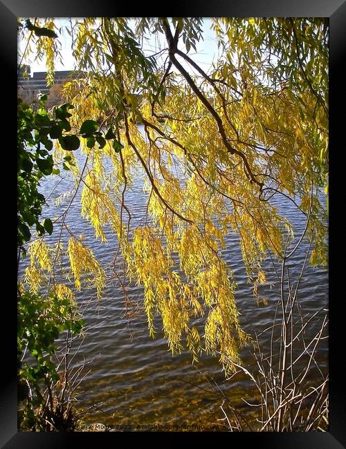 Willow leaves Framed Print by Stephanie Moore