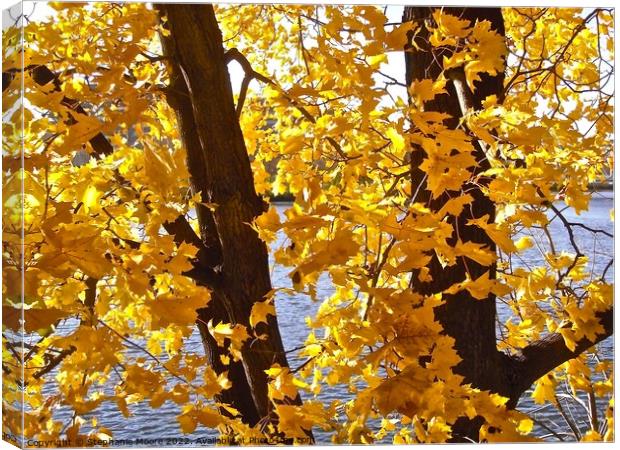 Yellow leaves Canvas Print by Stephanie Moore