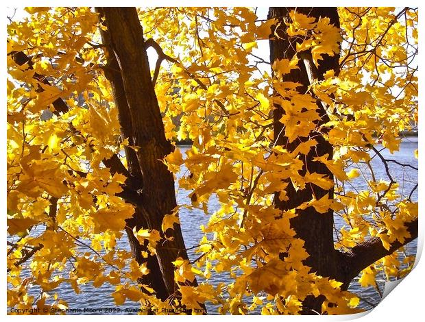 Yellow leaves Print by Stephanie Moore
