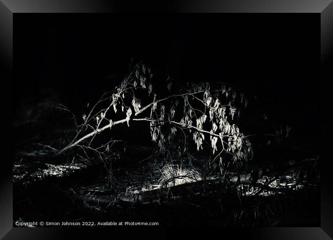 Sunlit leaves in monochrome  Framed Print by Simon Johnson