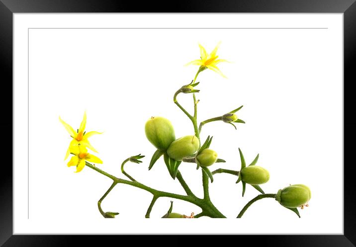 Cherry Tomatoes and Flowers on Stem Framed Mounted Print by Antonio Ribeiro