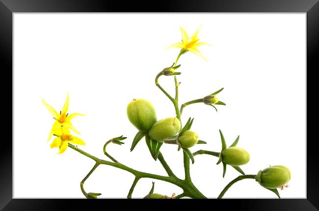 Cherry Tomatoes and Flowers on Stem Framed Print by Antonio Ribeiro