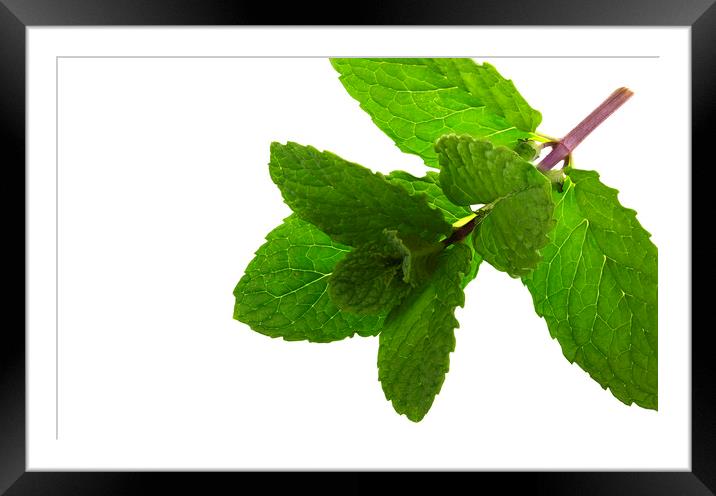 Fresh Mentha Leaves on White Background Framed Mounted Print by Antonio Ribeiro