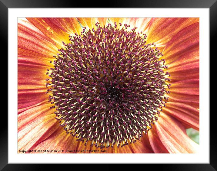 Sunflower sunburst Framed Mounted Print by Robert Gipson