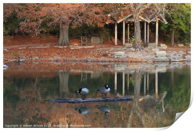Canadian Geese on a log in the fall on a pond Print by Robert Brozek