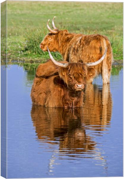 Highland Cows wading in Lake Canvas Print by Arterra 