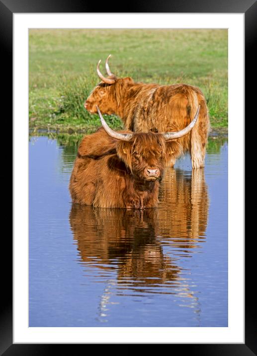 Highland Cows wading in Lake Framed Mounted Print by Arterra 