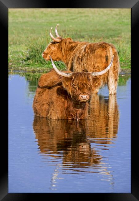 Highland Cows wading in Lake Framed Print by Arterra 