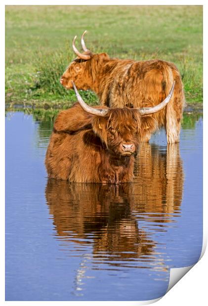 Highland Cows wading in Lake Print by Arterra 