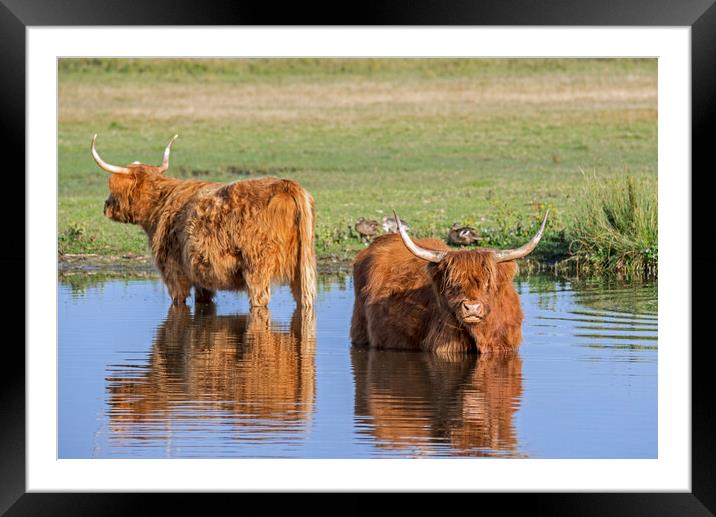 Highland Cattle in Pond Framed Mounted Print by Arterra 