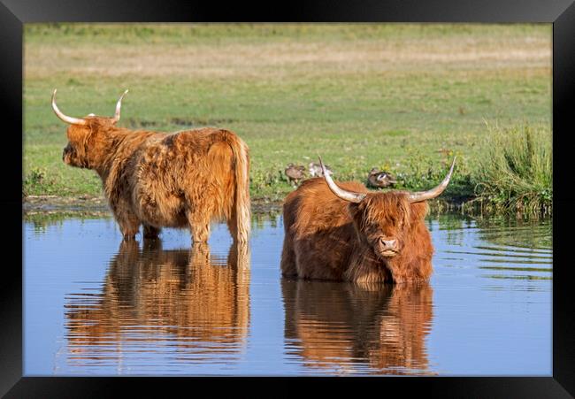Highland Cattle in Pond Framed Print by Arterra 