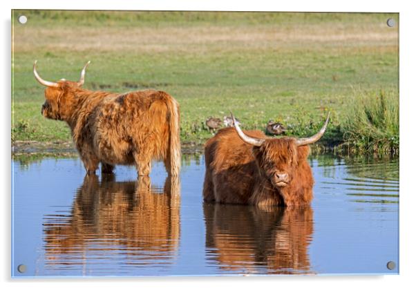 Highland Cattle in Pond Acrylic by Arterra 