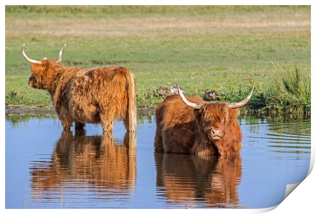 Highland Cattle in Pond Print by Arterra 