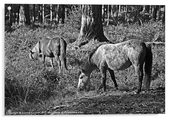 New Forest Ponies Acrylic by Donna Collett