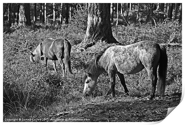New Forest Ponies Print by Donna Collett