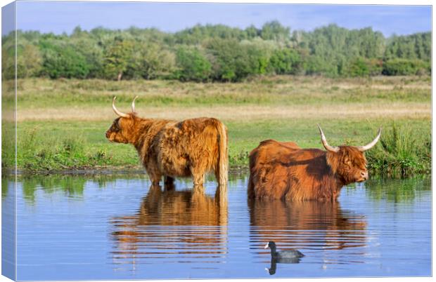 Two Highlanders Wading in Lake Canvas Print by Arterra 