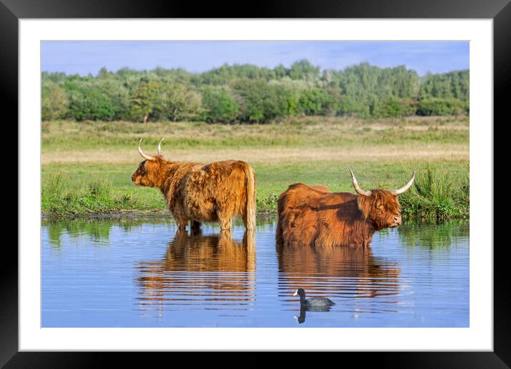 Two Highlanders Wading in Lake Framed Mounted Print by Arterra 