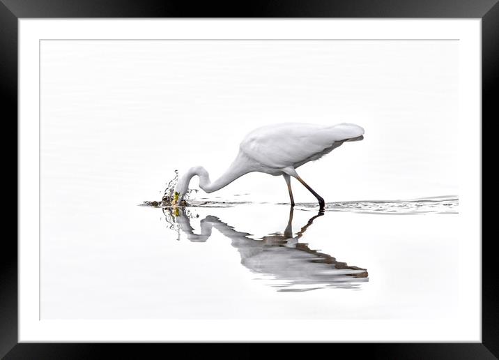 Great White Egret Fishing in Lake Framed Mounted Print by Arterra 