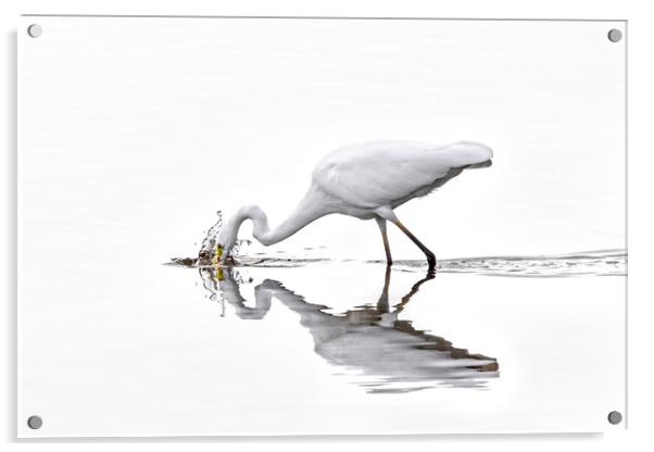 Great White Egret Fishing in Lake Acrylic by Arterra 