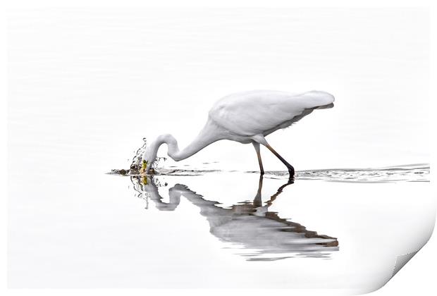 Great White Egret Fishing in Lake Print by Arterra 