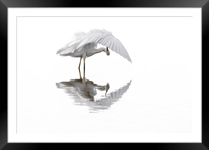 Great White Egret Preening Feathers in Pond Framed Mounted Print by Arterra 