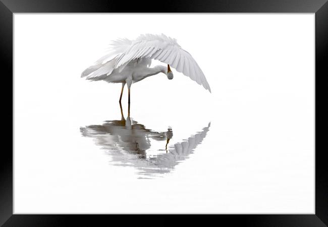 Great White Egret Preening Feathers in Pond Framed Print by Arterra 